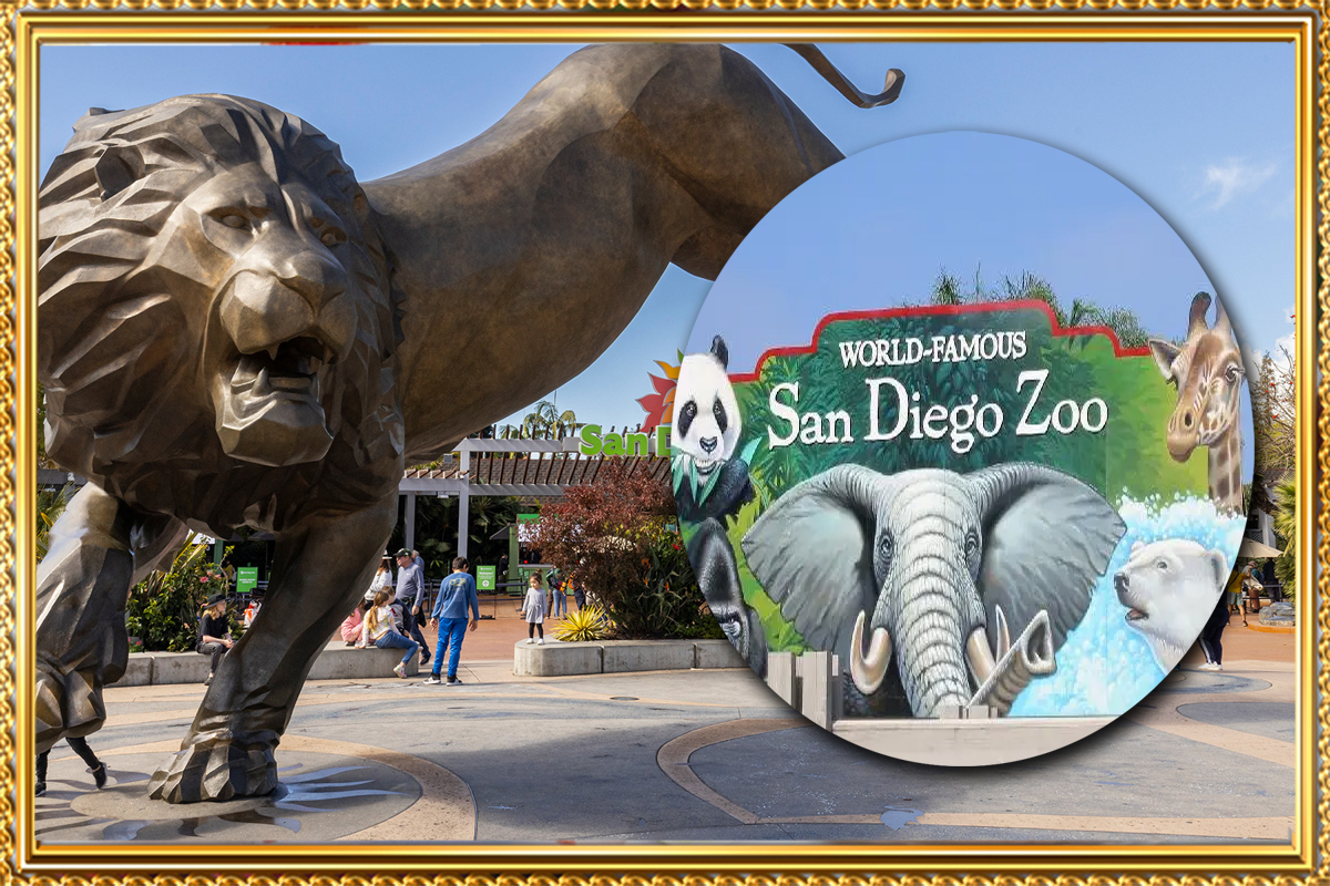 https://travel.wowrelax.in/What Makes the San Diego Zoo in January a Unique Experience?