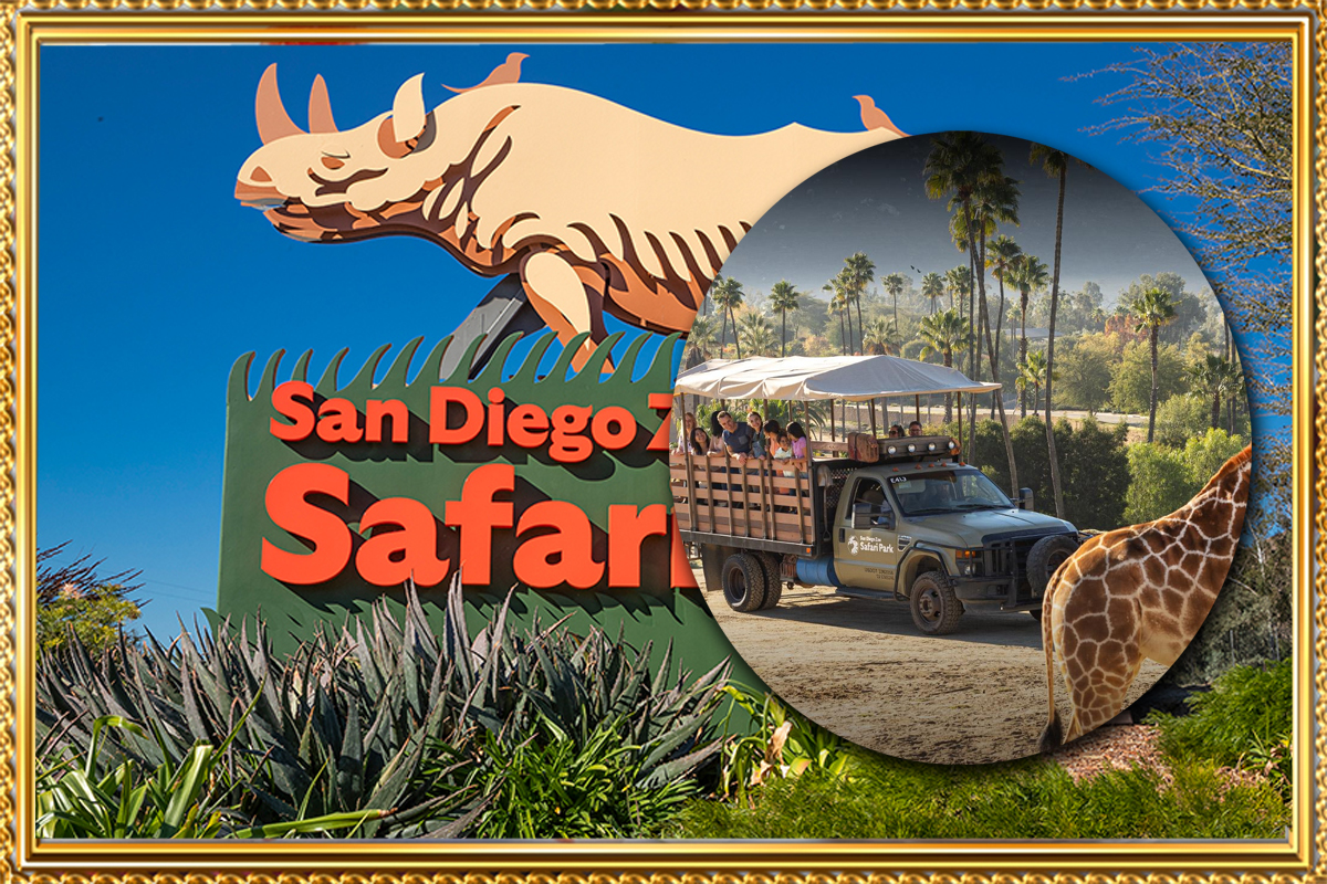 https://travel.wowrelax.in/What Makes the San Diego Zoo in January a Unique Experience?