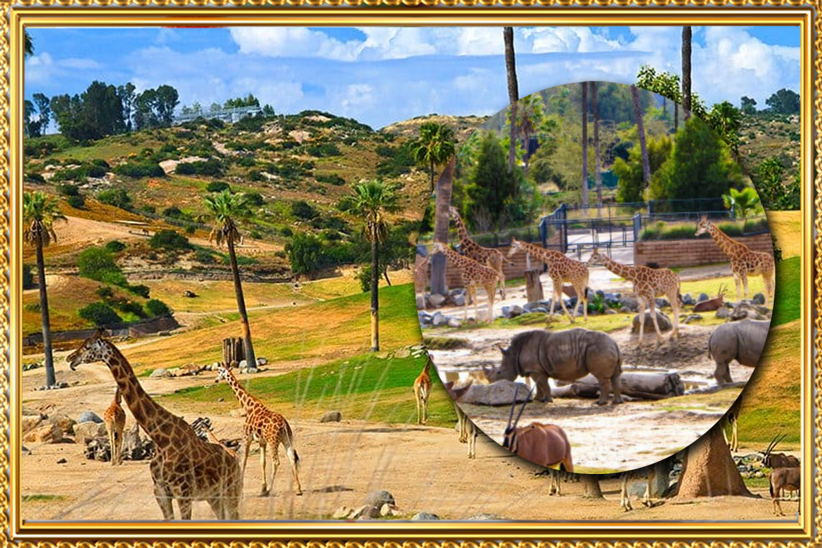 https://travel.wowrelax.in/What Makes the San Diego Zoo in January a Unique Experience?