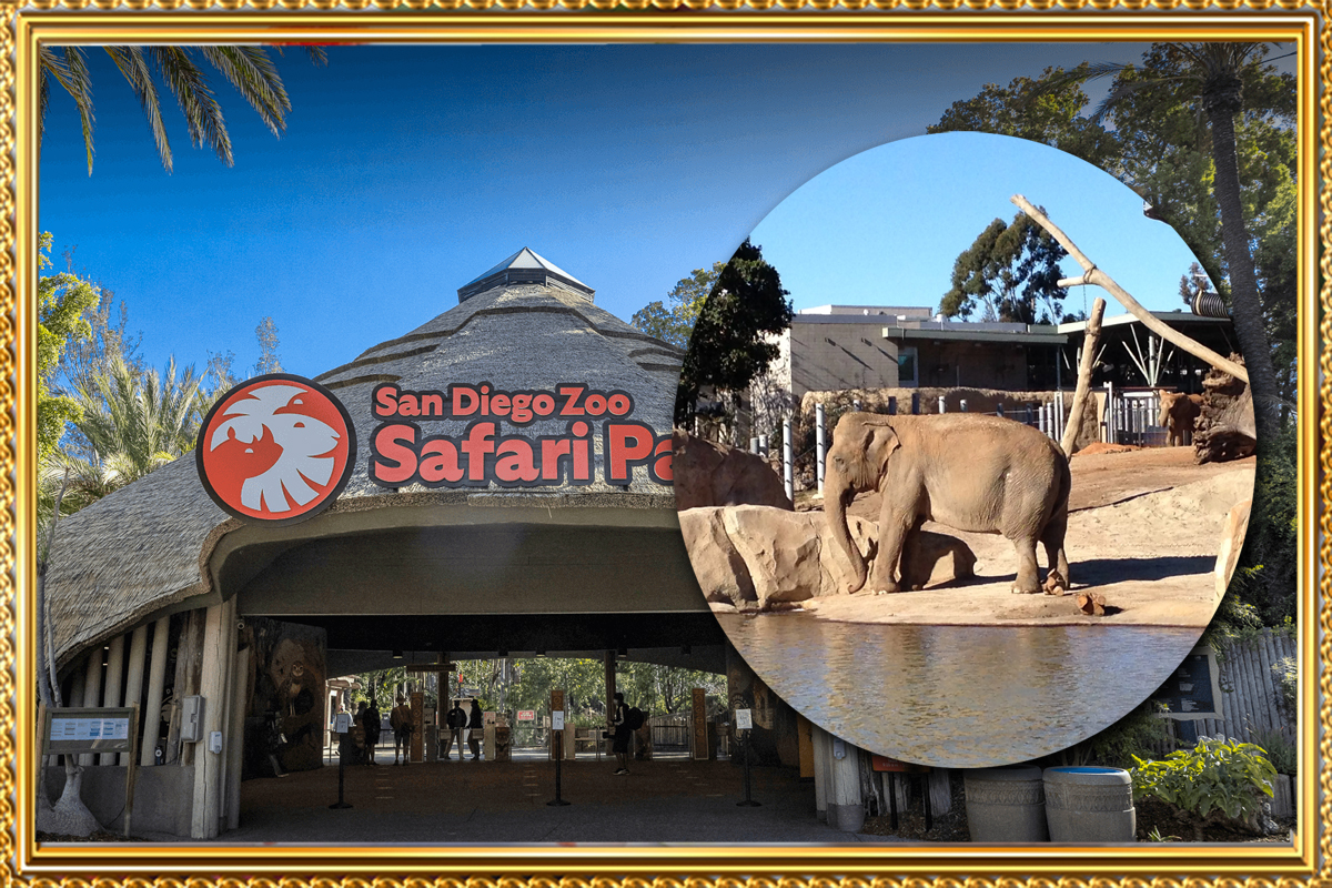 https://travel.wowrelax.in/What Makes the San Diego Zoo in January a Unique Experience?