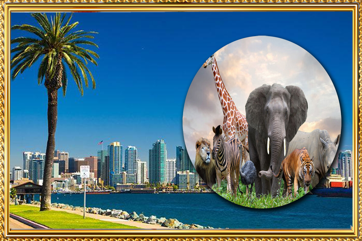 https://travel.wowrelax.in/What Makes the San Diego Zoo in January a Unique Experience?